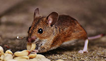 24 Hour & Emergency Exterminators in Federalsburg, MD